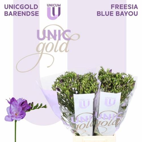 Freesia dubbelbloemig 'Blue Bayou'