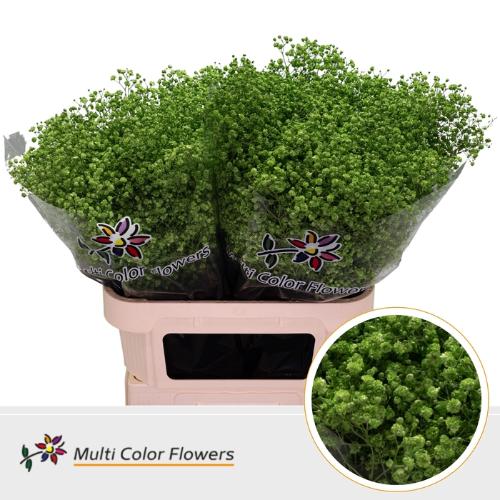 Gypsophila overig kleurbehandeld H%