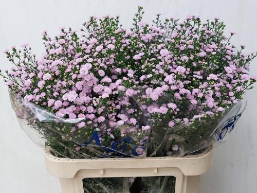 Aster (Novi-belgii Grp) Astee Mini Baby Pink Pearl