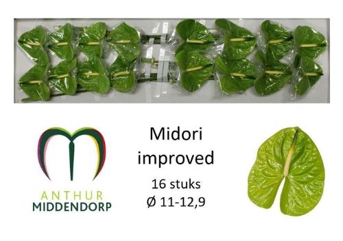 Anthurium Andreanum Grp Midori Improved