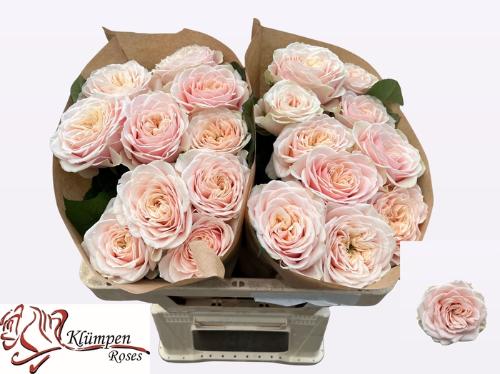 Rosa grootbloemig Love Fountain