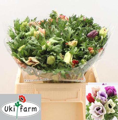 Anemone coronaria 'Galil Pastel'