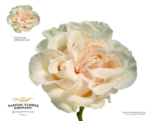 Rosa grootbloemig overig