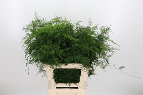 Asparagus setaceus overig