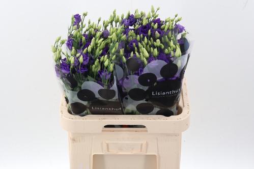 Eustoma russellianum gevuldbloemig 'Rosita Blue'
