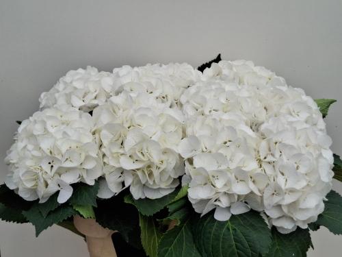 Hydrangea macrophylla 'Schneeball'