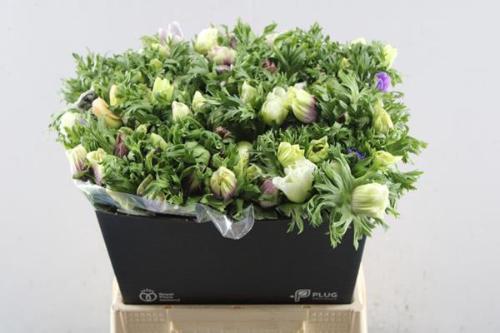 Anemone coronaria Marianne gemengd