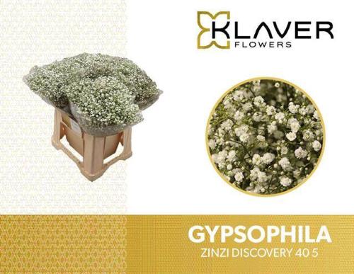Gypsophila paniculata Zinzi Discovery