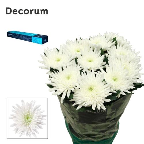 Chrysanthemum (Indicum Grp) geplozen Topspin