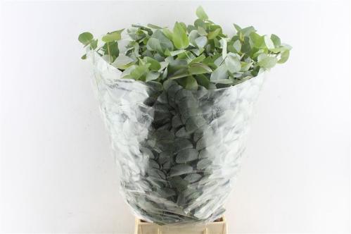 Eucalyptus per bos cinerea