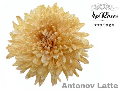 Chrysanthemum (Indicum Grp) geplozen Antonov kleurbehandeld H%