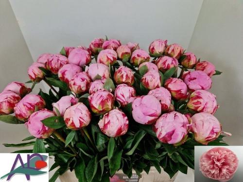 Paeonia Lactiflora Grp 'Sarah Bernhardt'