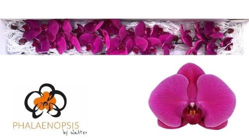 Phalaenopsis per bloem Purple Haze