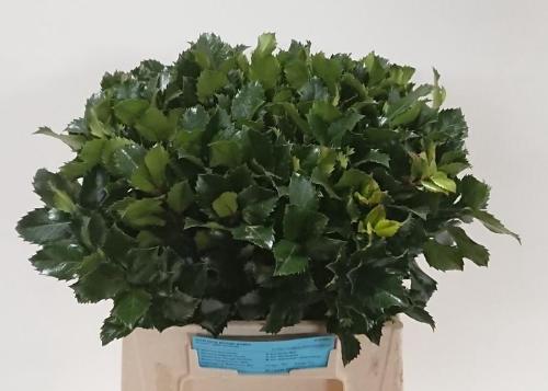 Ilex x meserveae 'Blue Prince'
