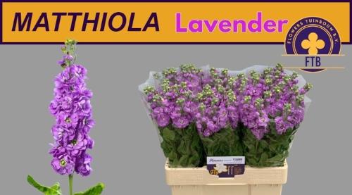 Matthiola incana 'Mathilda Lavender'