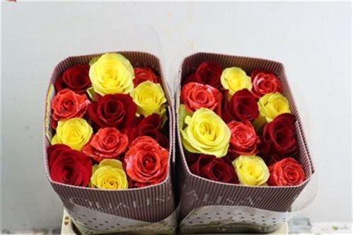 Rosa grootbloemig gemengd in bos