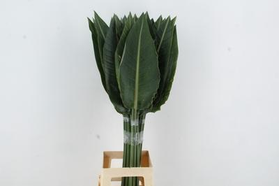 Strelitzia reginae (blad)