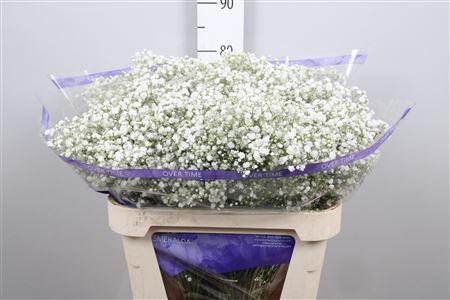 Gypsophila paniculata Overtime