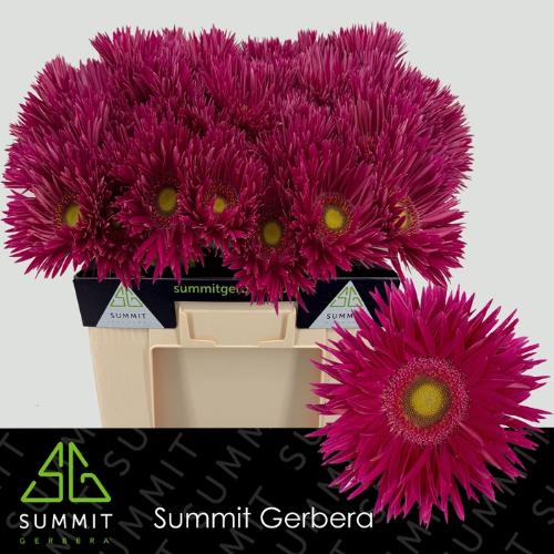 Gerbera grootbloemig spinvormig Kaa+