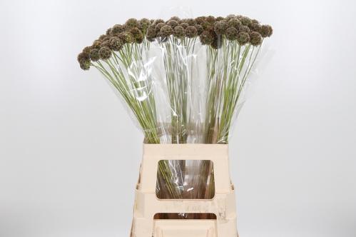 Scabiosa stellata ( zaaddoos)