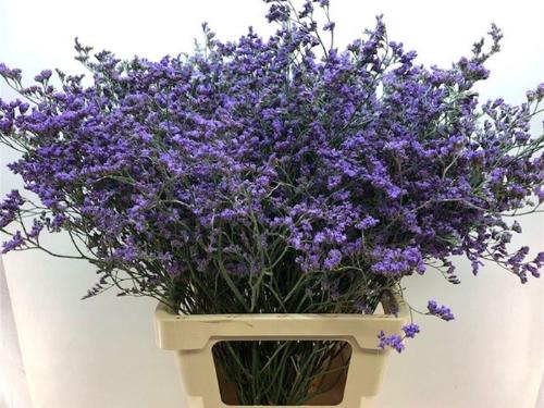 Limonium Maine Blue