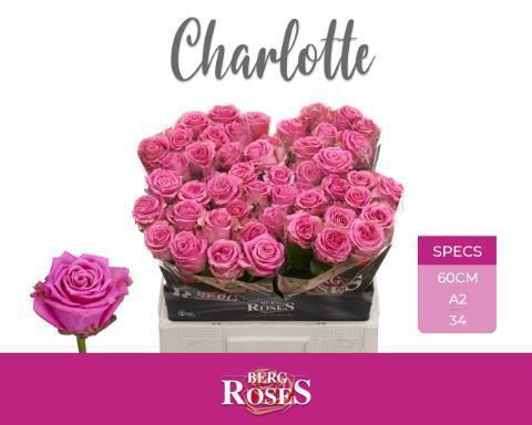 Rosa grootbloemig Tantau’s Charlotte