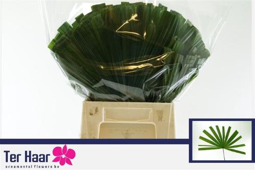 Chamaerops sp. (blad)