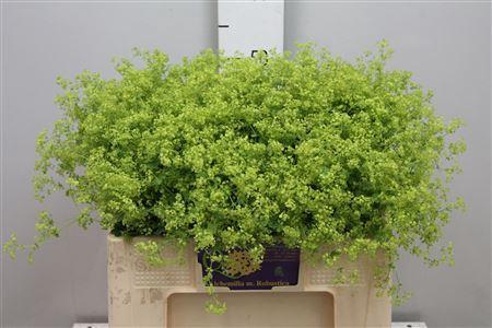 Alchemilla mollis 'Robustica'