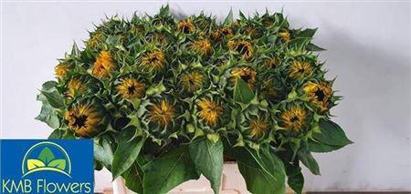 Helianthus annuus 'Sunrich Orange'