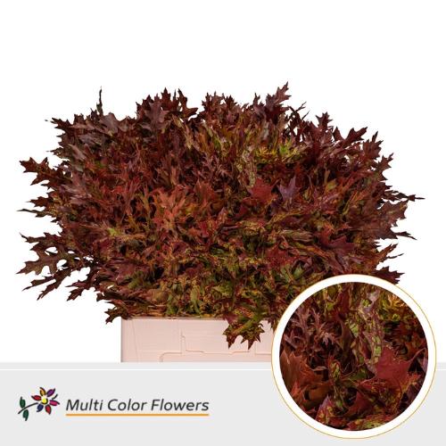 Quercus palustris kleurbehandeld H%