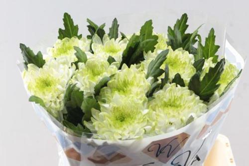 Chrysanthemum Indicum Grp geplozen kas 'Zembla Lime'