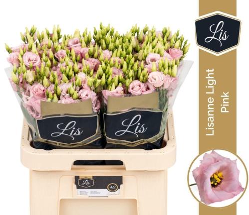 Eustoma russellianum gevuldbloemig Lisanne Light Pink