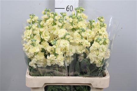 Matthiola incana 'Iron Yellow'