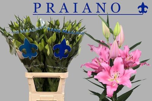 Lilium (Oriental Grp) 'Praiano'