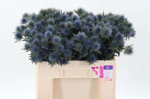 Eryngium planum Magnetar Questar