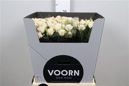 Rosa tros Royal Porcelina