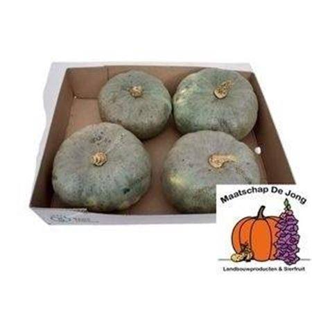 Siervruchten per stuk Cucurbita pepo 'Jarrahdale'