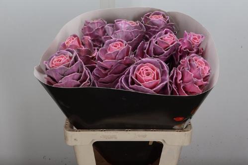 Brassica oleracea kleurbehandeld H%