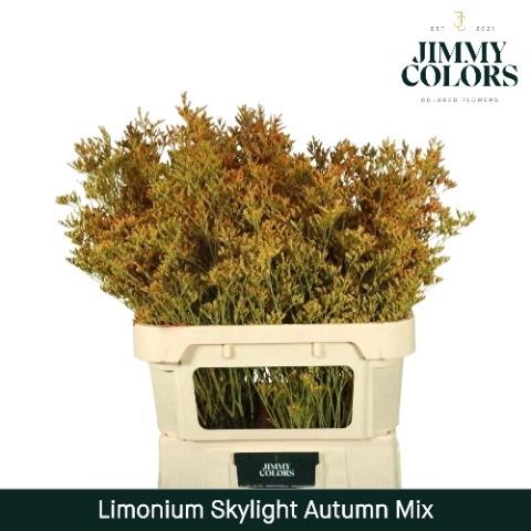 Limonium overig kleurbehandeld H%