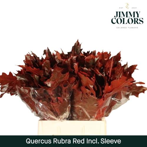 Quercus rubra kleurbehandeld H%