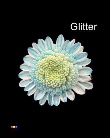 Chrysanthemum Indicum Grp tros kas kleurbehandeld H%