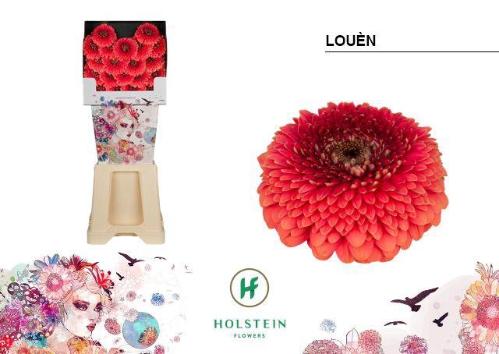 Gerbera mini bolvormig Louèn