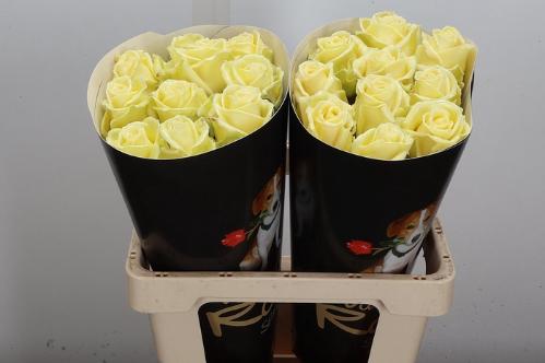 Rosa grootbloemig gewaxt H%