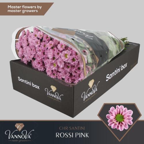Chrysanthemum Indicum Grp tros santini 'Rossi Pink'