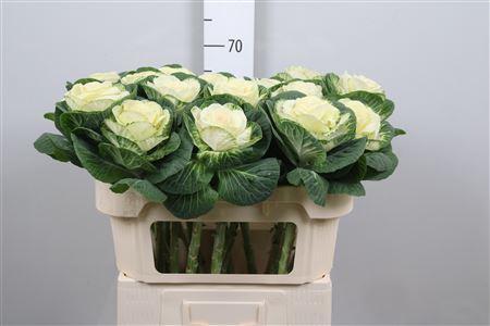 Brassica oleracea 'White Crane'