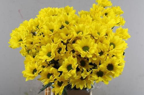 Chrysanthemum( Indicum Grp) tros Copa
