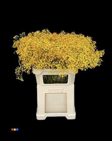 Gypsophila overig kleurbehandeld H%