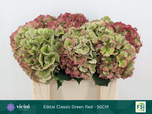 Hydrangea macrophylla 'Elbtal' (classic)