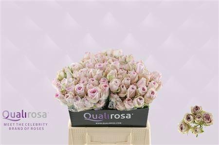 Rosa tros Silver Lace