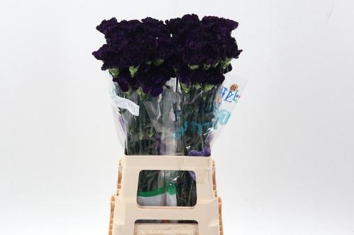 Dianthus standaard Florigene Moonvista